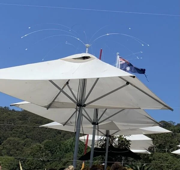 Bird Spider on Shade umbrella