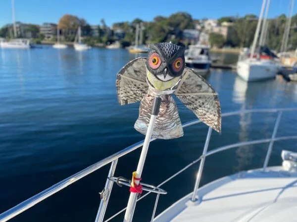 Prowler Owl on boat