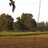 Scarybird flying in fields