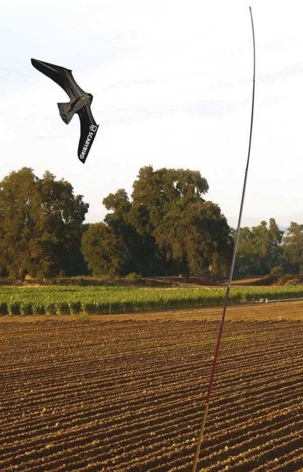 Scarybird flying in fields