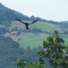 Scarybird flying in mountain