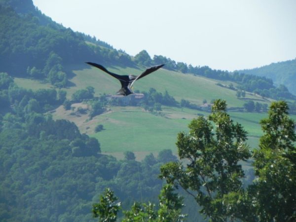 Scarybird flying in mountain