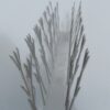 4_Bird Spikes overall (3) Thorny Devil Polycarbonate Spikes
