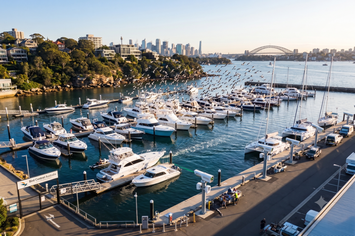 Bird Control for Marine & Boats Boats moored at a marina kept free of pest birds and droppings